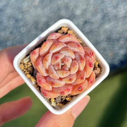 Echeveria Hyalina hybrid Succulent Plant