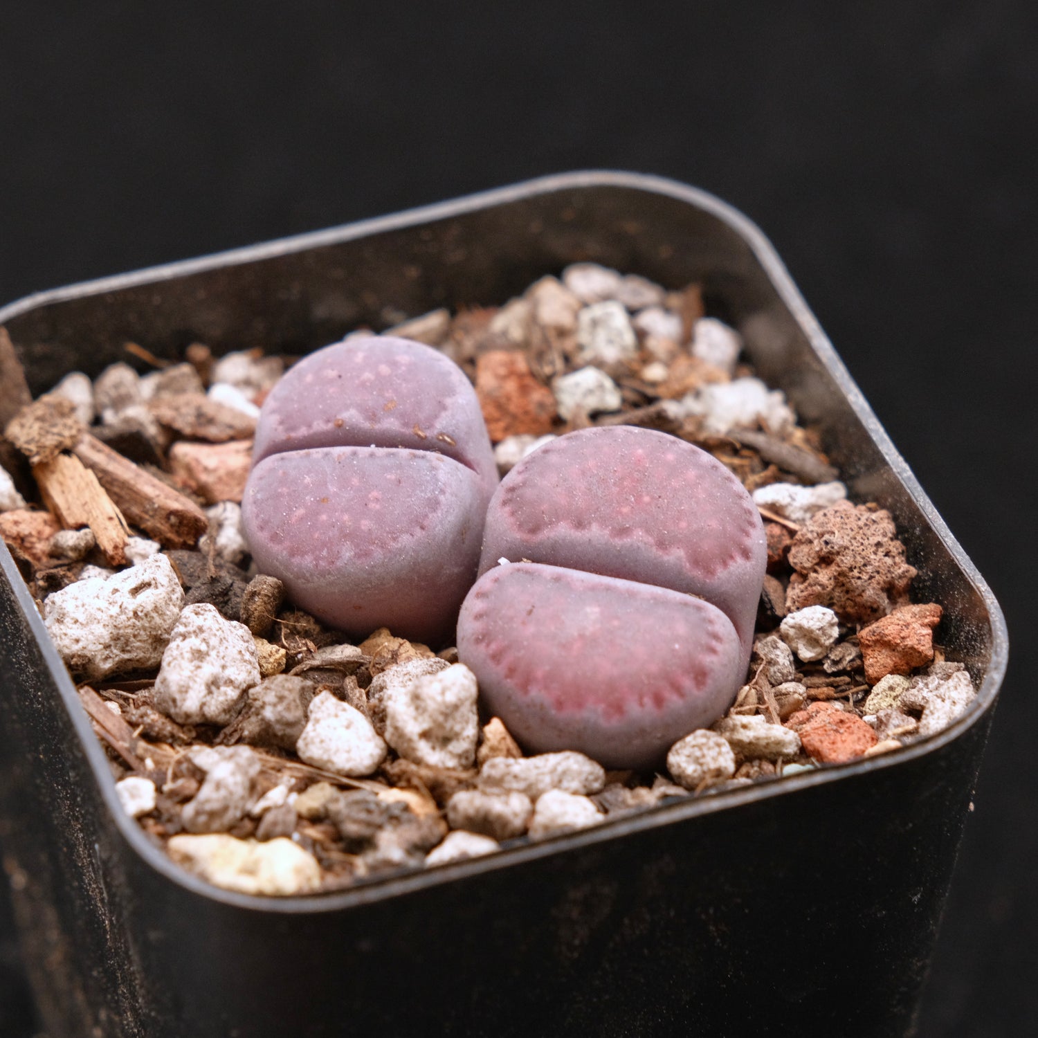 Lithops optica Rubra Succulent Plant