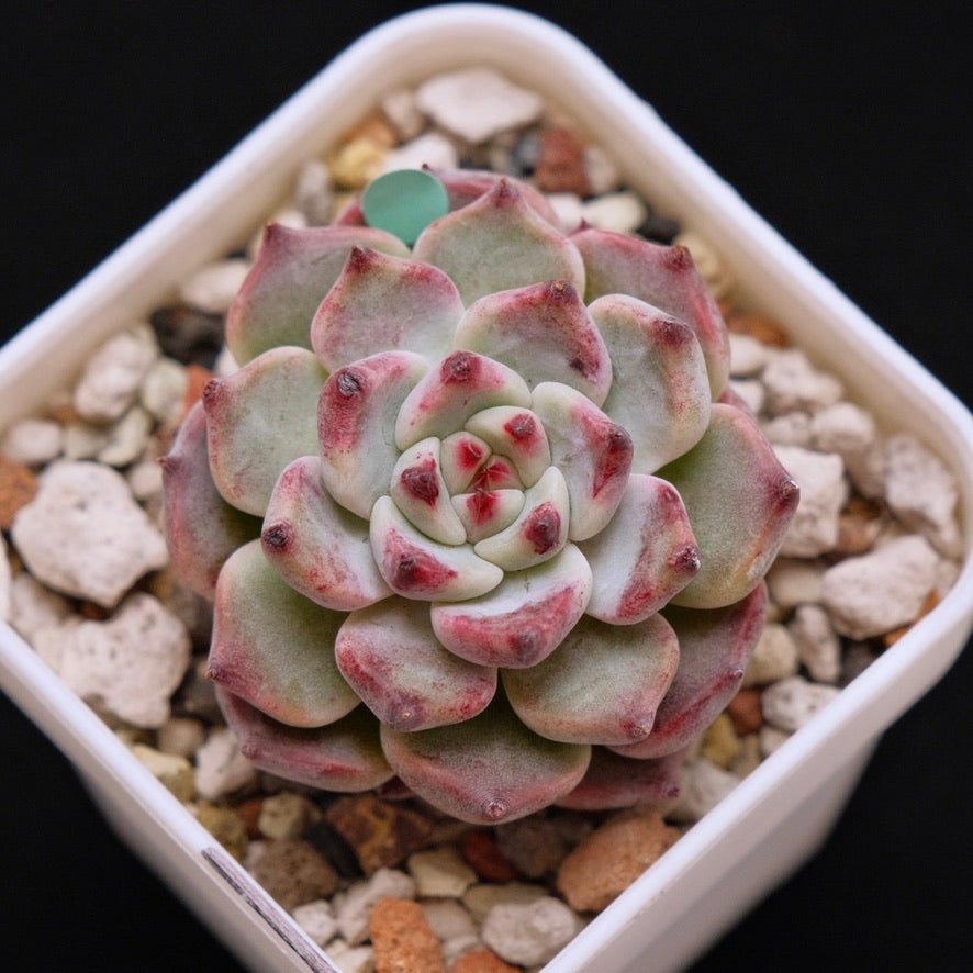 Echeveria Sakura Drop Korean Succulent Plant