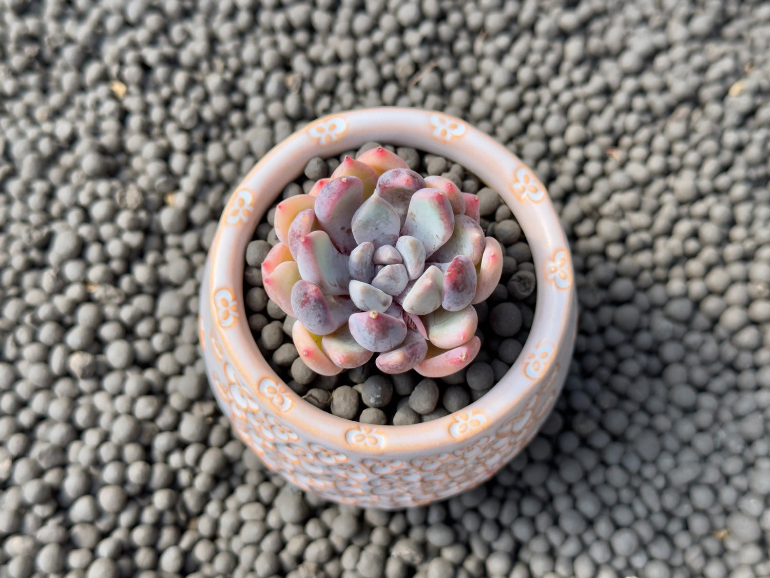 Echeveria Purple Powder Korean Succulent Plant