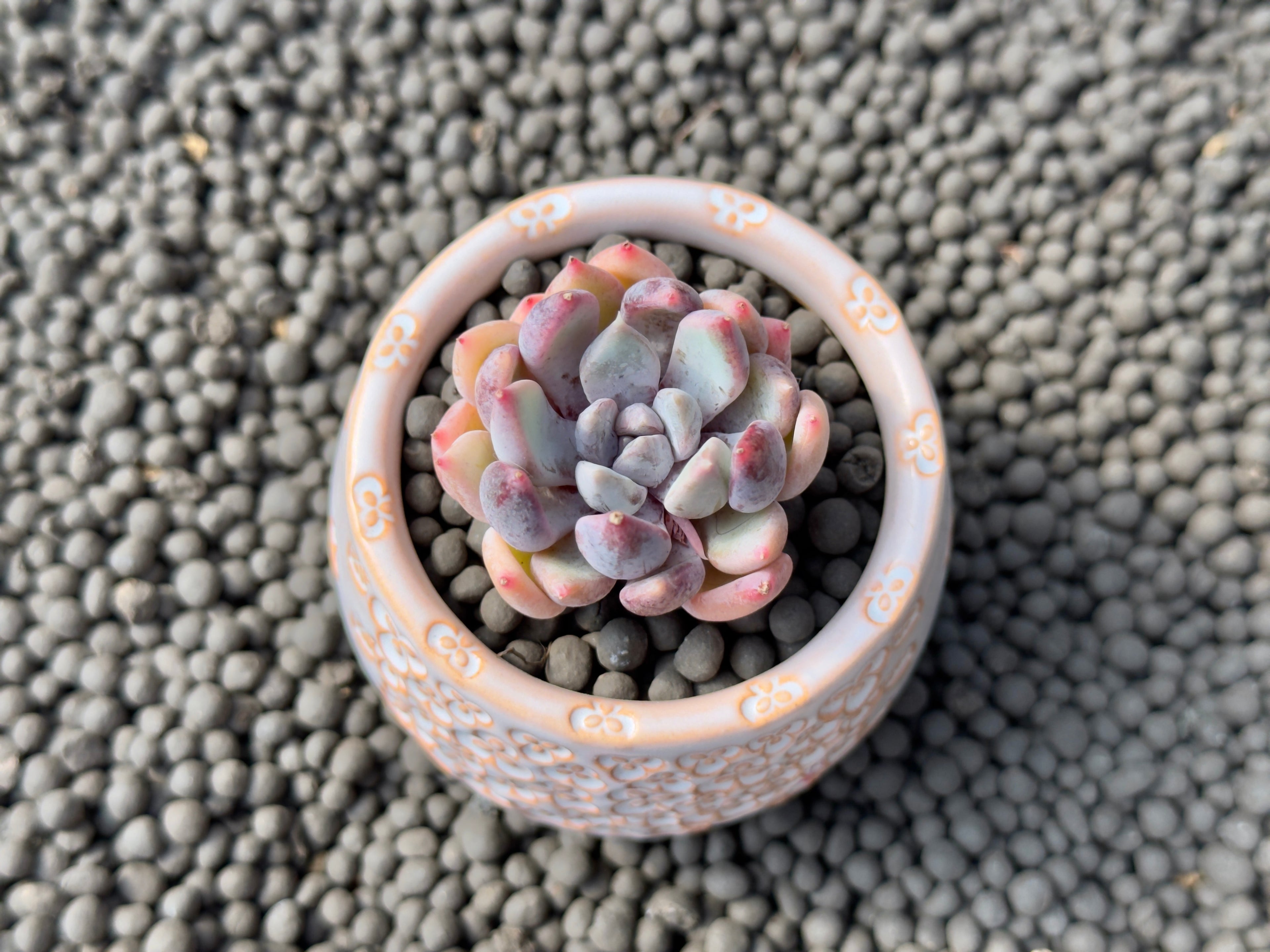 Echeveria Purple Powder Korean Succulent Plant