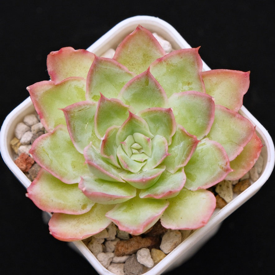 Echeveria Magic Savannah Korean Succulent Plant Air Magic Hybrid