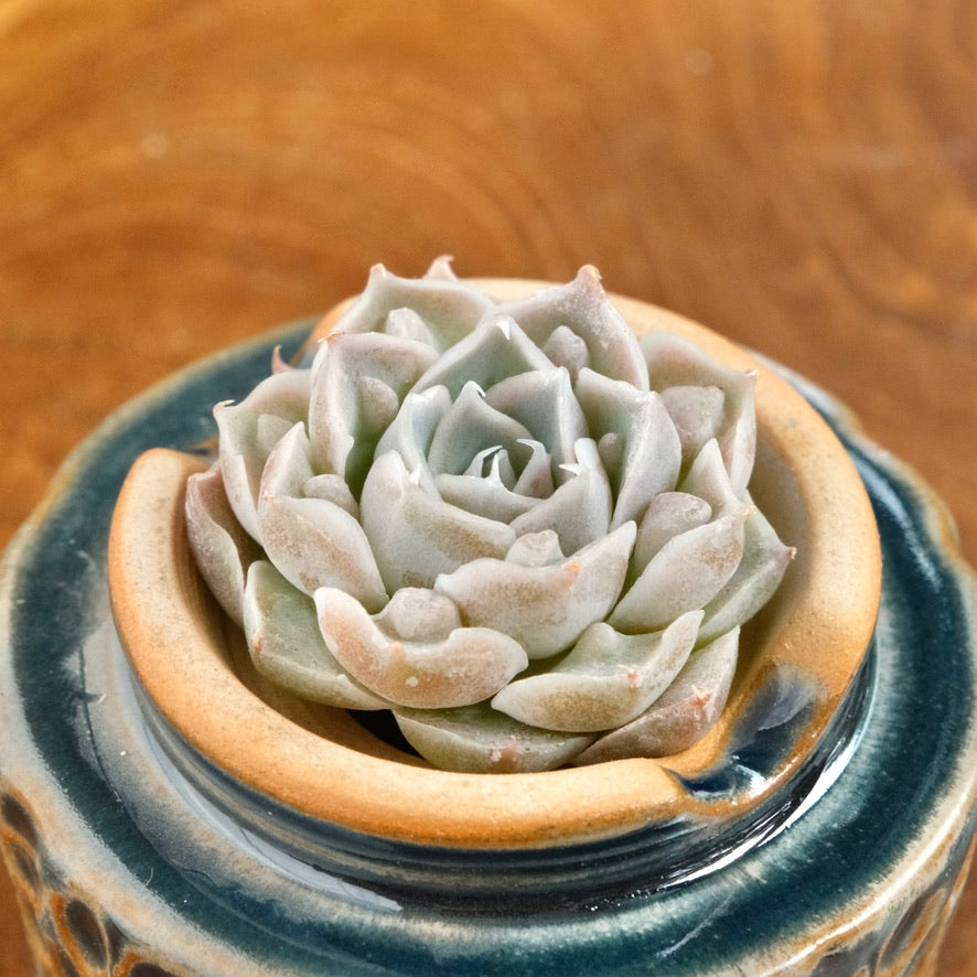 Echeveria Angel Tears Korean Succulent Plant Changhee hybrid