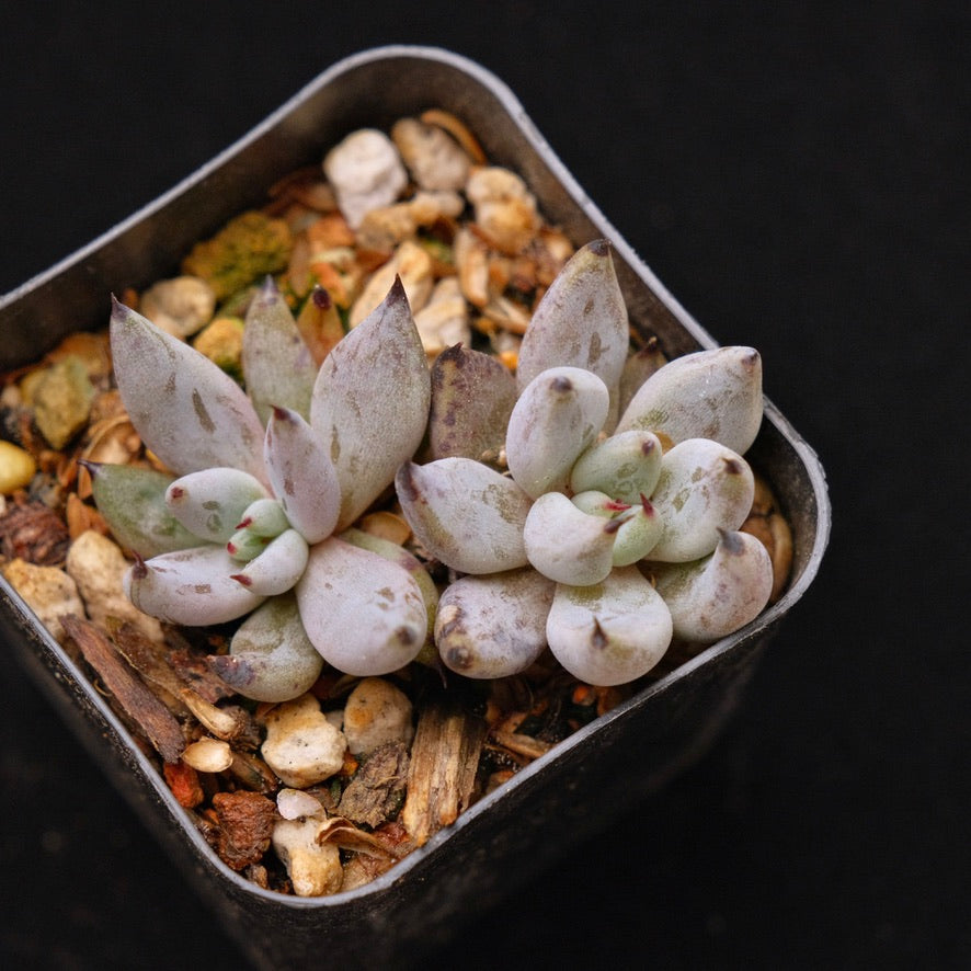 Echeveria unguiculata babies Korean Succulent Plant