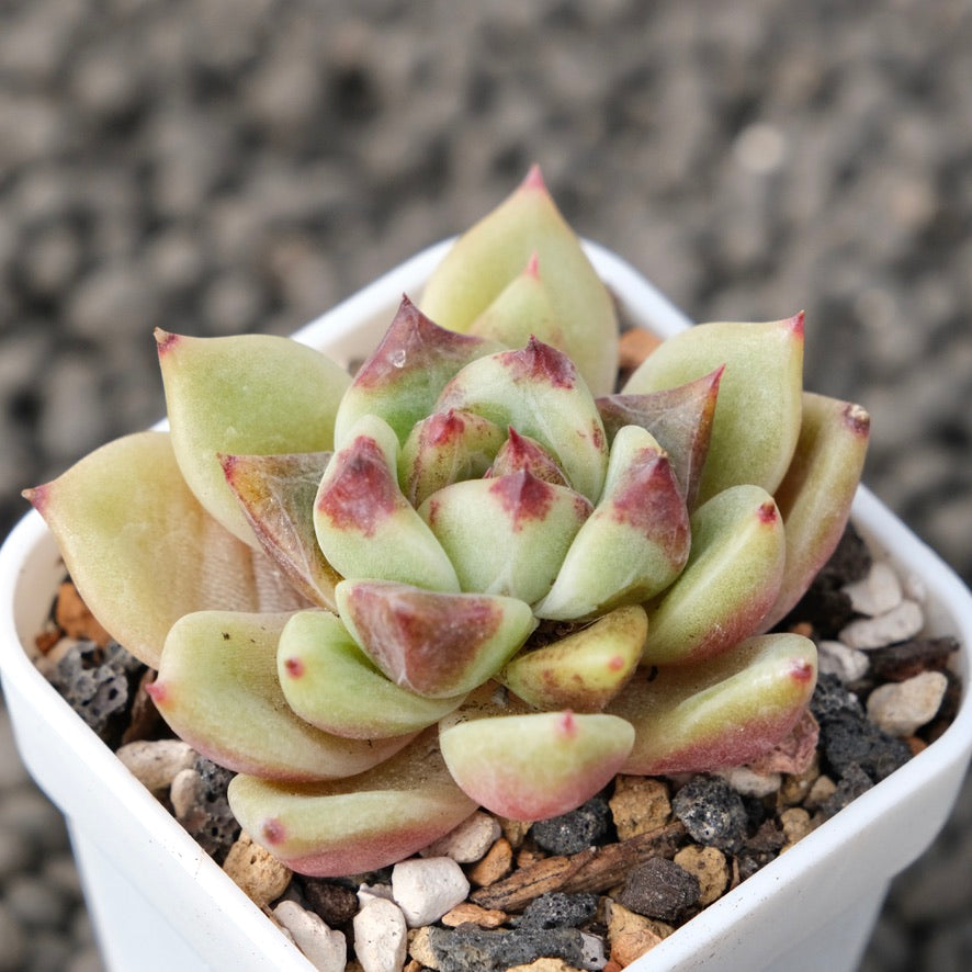 Echeveria Black Rose hybrid Korean Succulent Plant