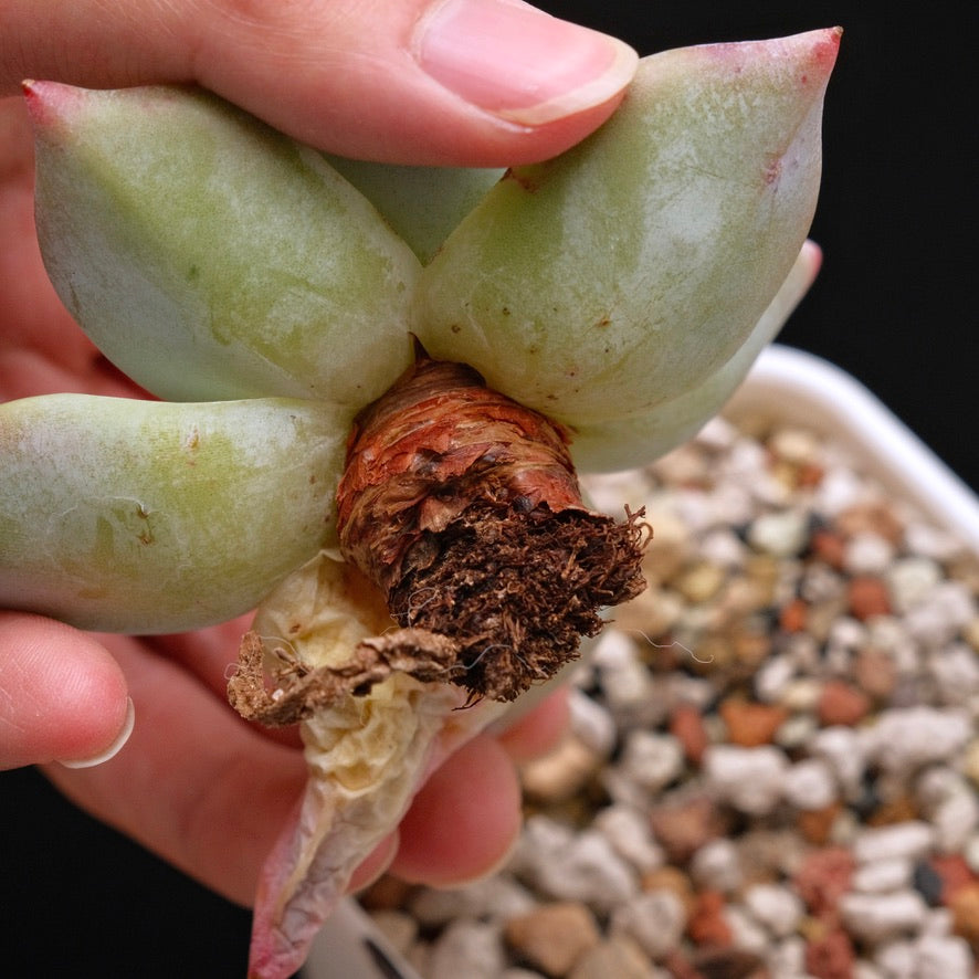 Echeveria colorata hybrid Korean Succulent Plant