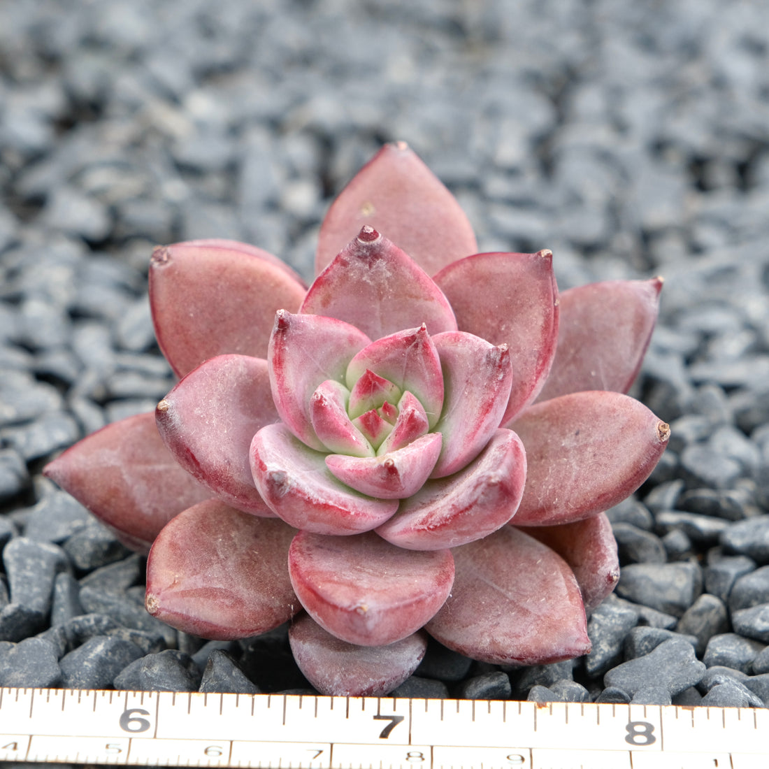 Echeveria Red Sun Imported Succulent Plant