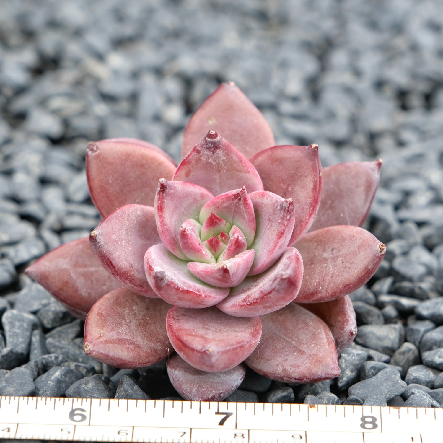 Echeveria Red Sun Imported Succulent Plant