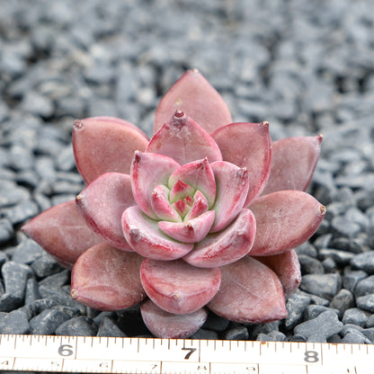 Echeveria Red Sun Imported Succulent Plant