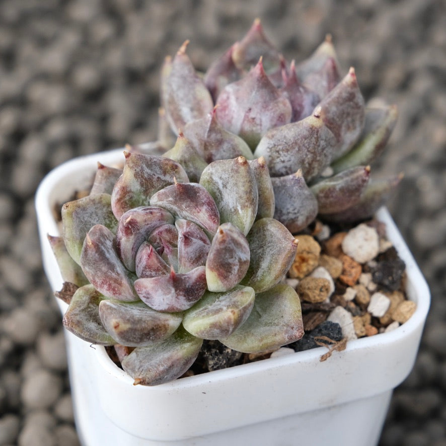 Echeveria Good Night Korean Succulent Plant