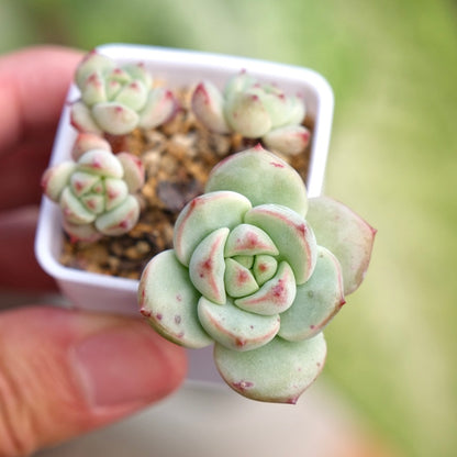 korean succulent plants Sedeveria Pudgy Korean Succulent Plant – Succielife