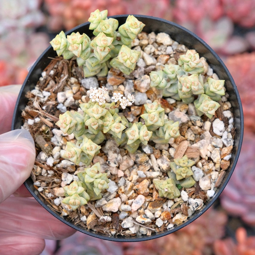 Variegated Crassula Pastel Succulent Plant