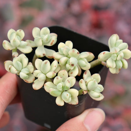 Variegated Echeveria Satang Imported Succulent Plant