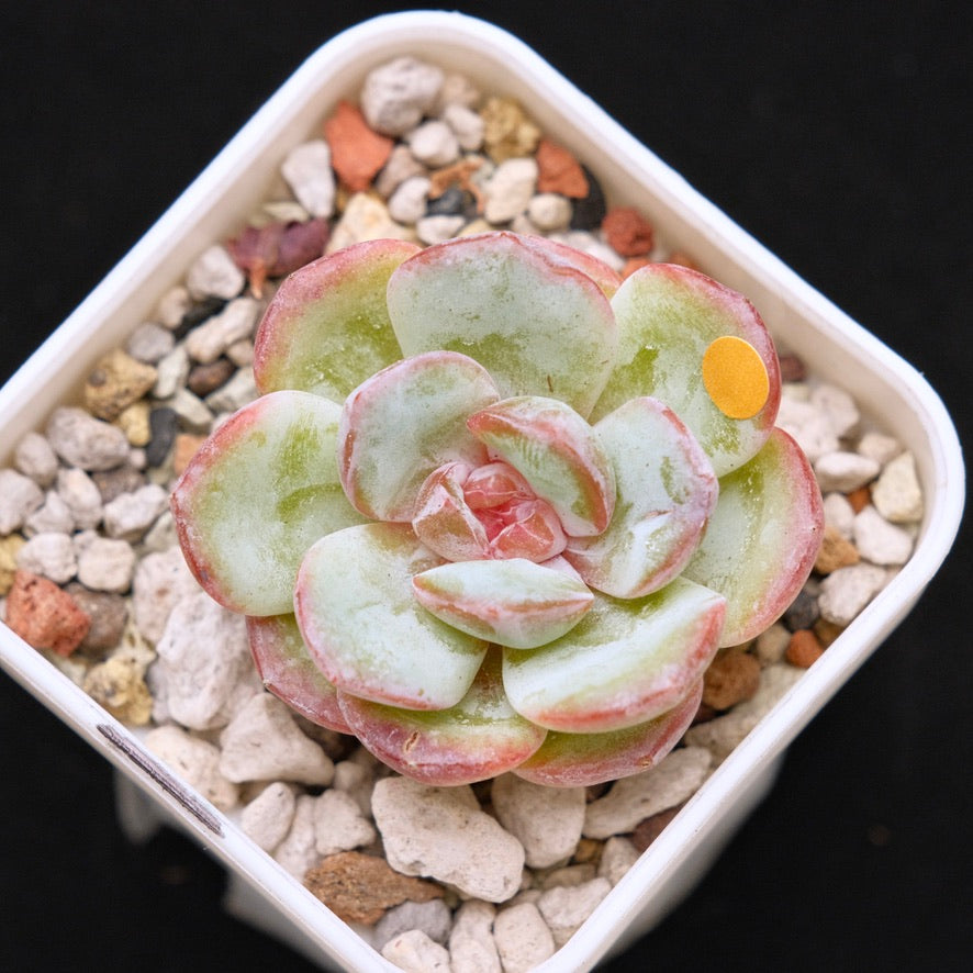 Echeveria Hakuna Matata Korean Succulent Plant