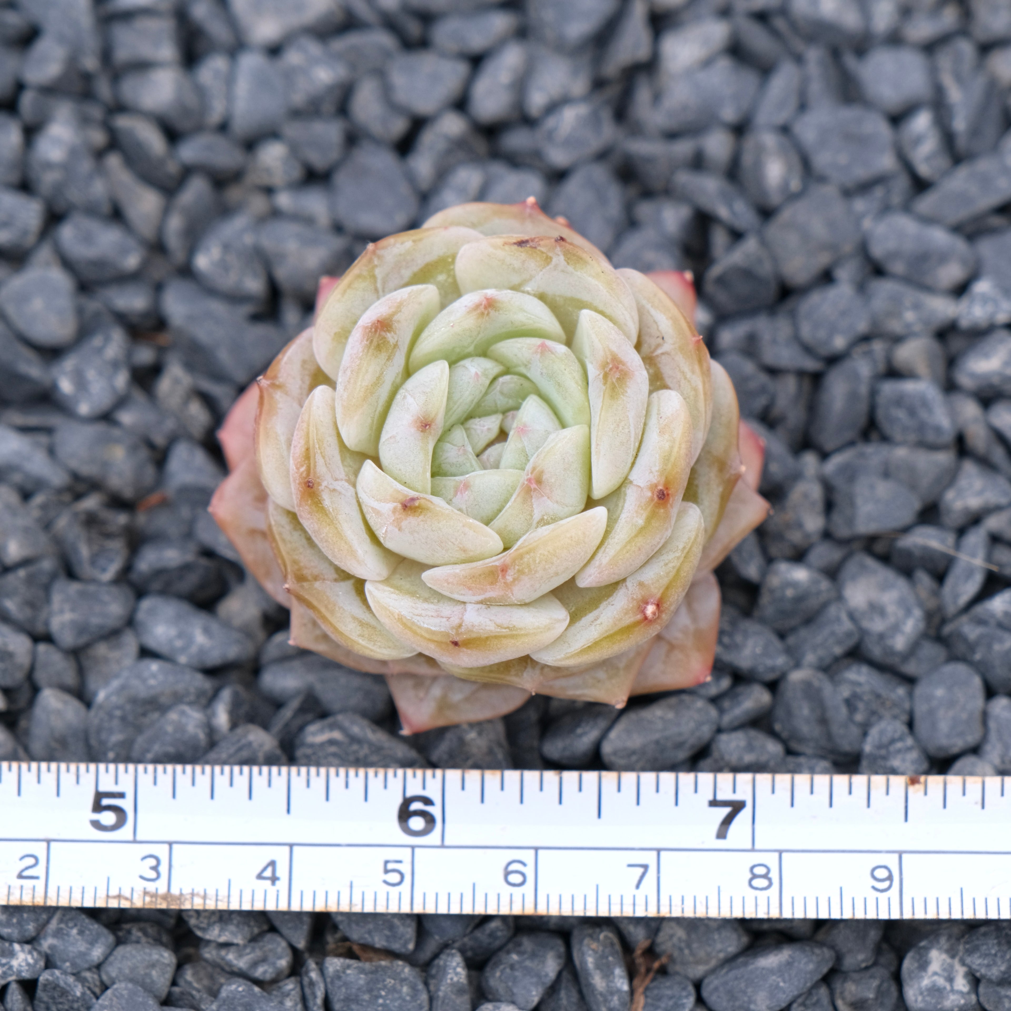 Echeveria Pure Love Korean Succulent Plant Changhee hybrid