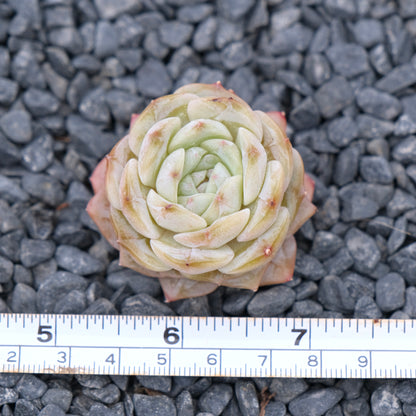 Echeveria Pure Love Korean Succulent Plant Changhee hybrid