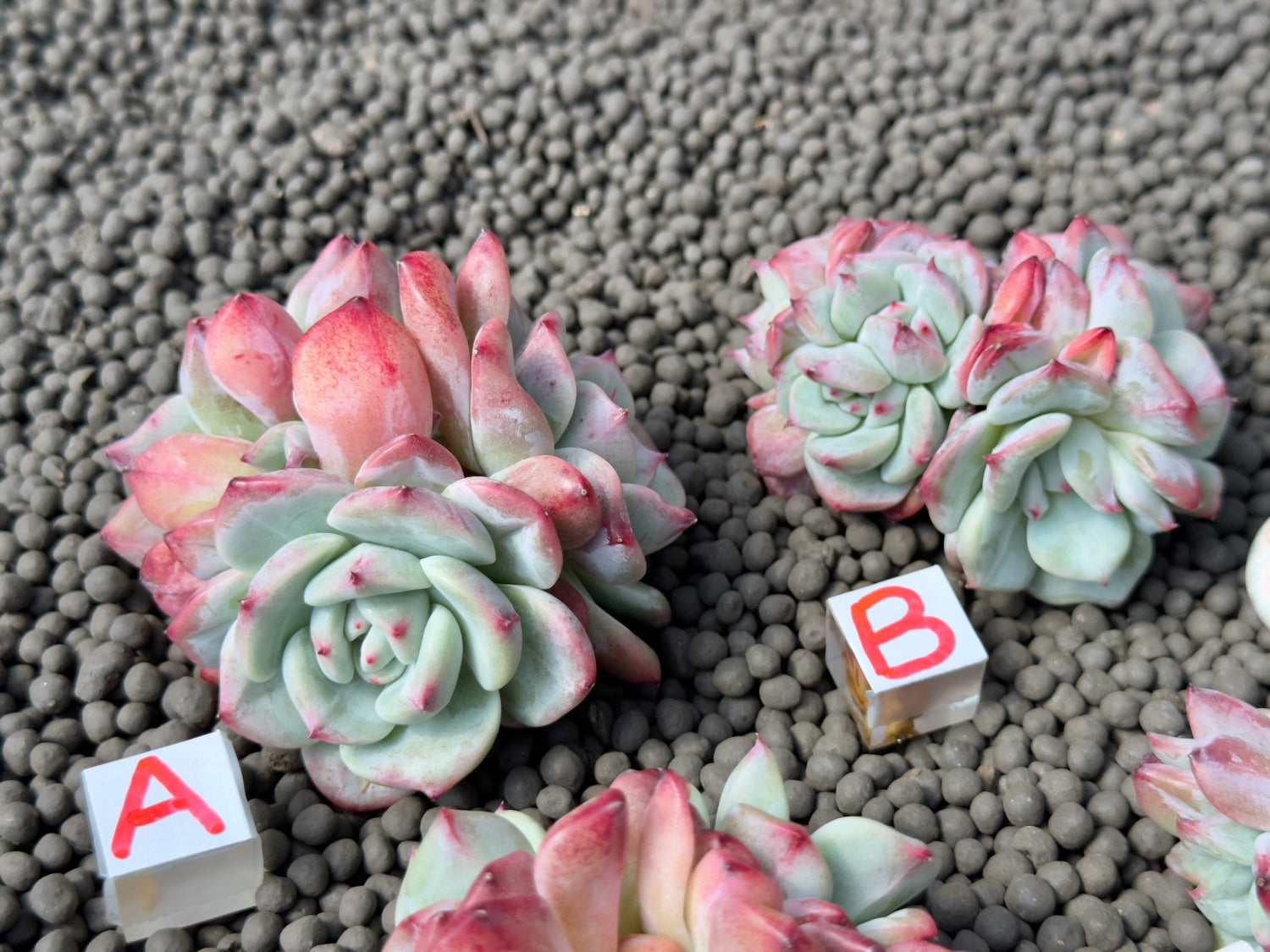 Echeveria Shine Bright Imported Succulent Plant