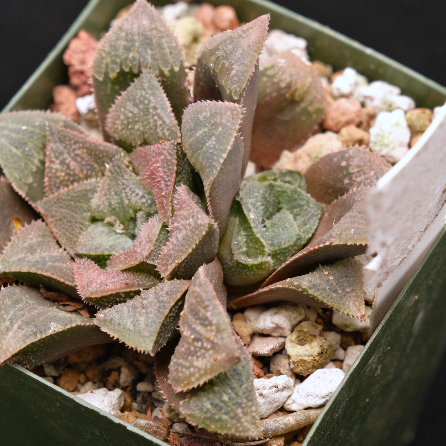Haworthia &
