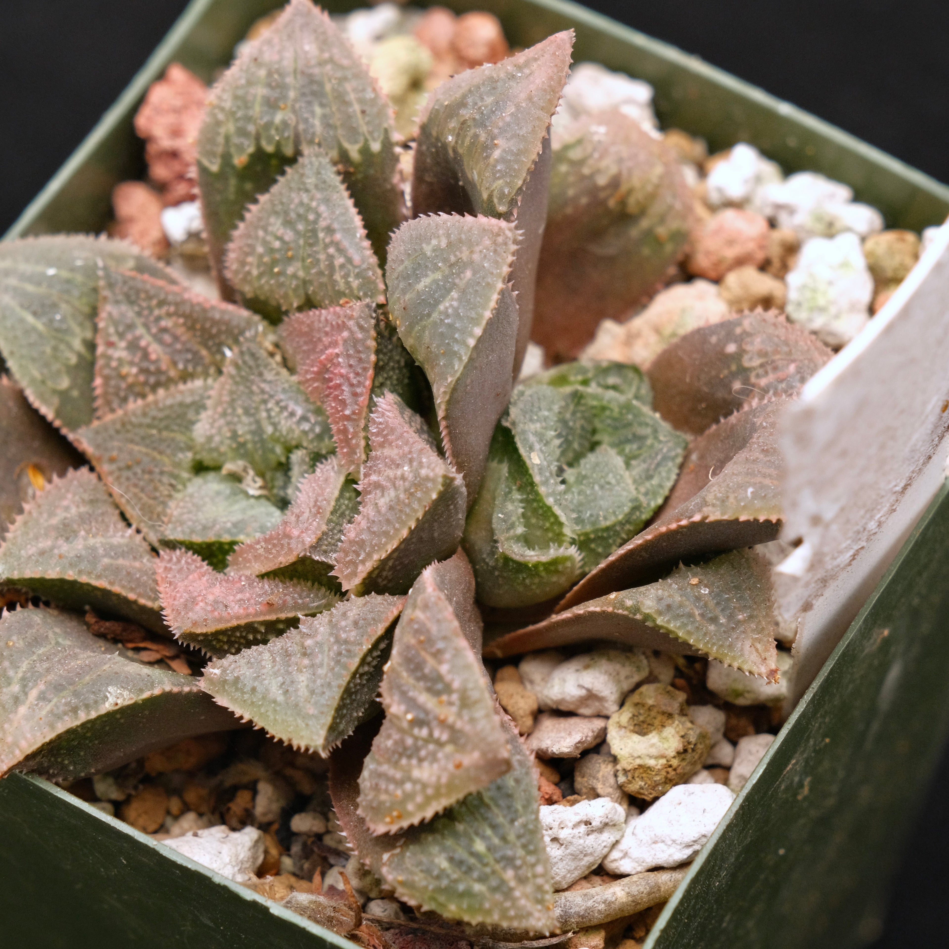 Haworthia &