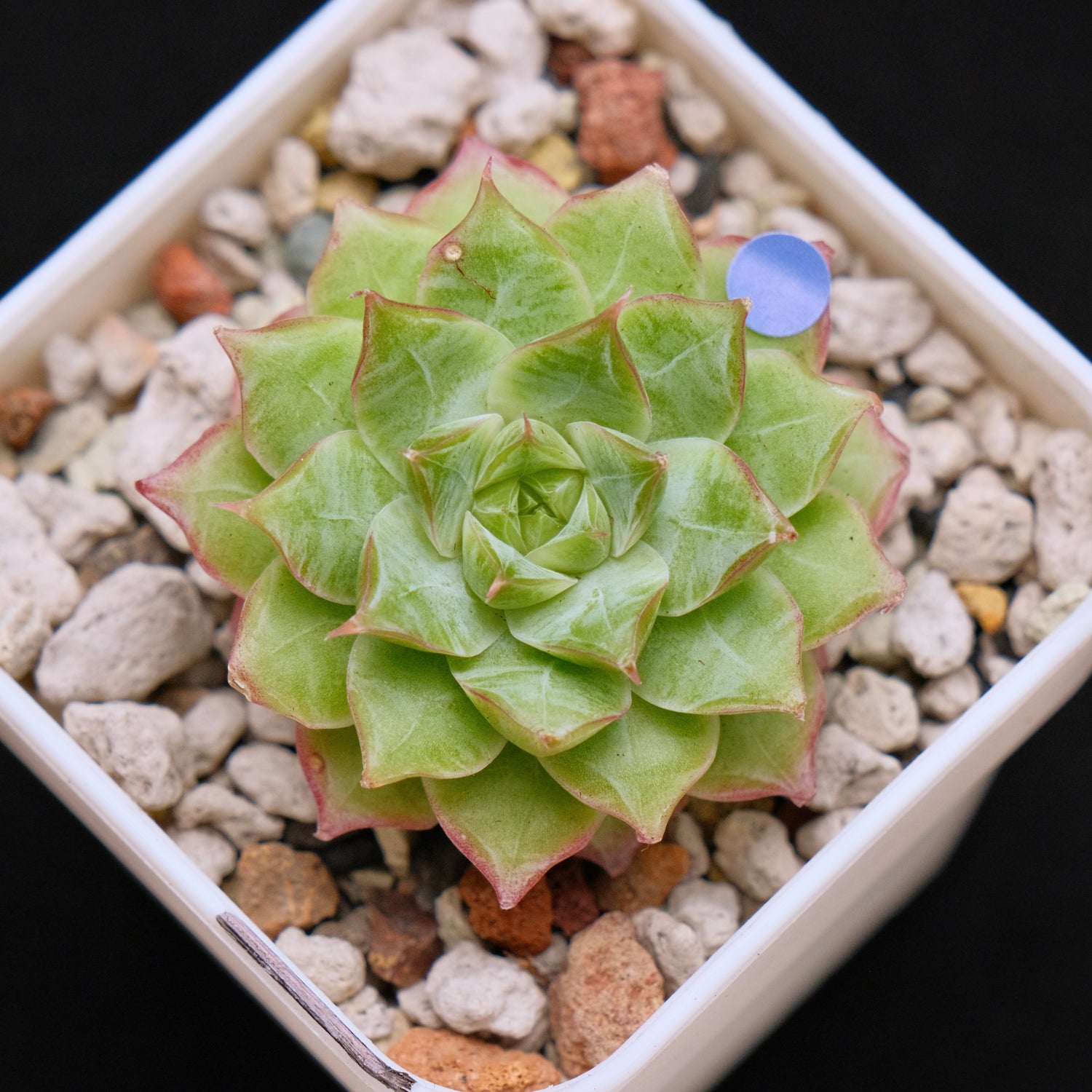 Echeveria Malgan hybrid Imported Succulent Plant *New* 美妮杂