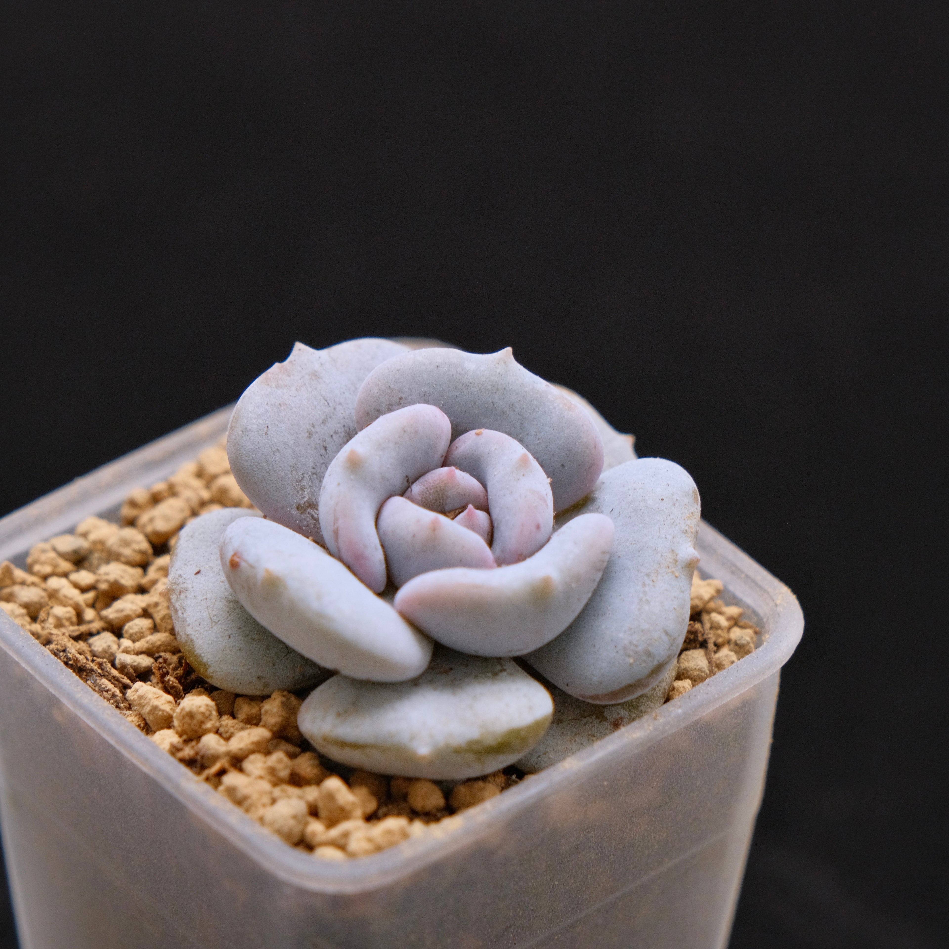Echeveria Milk Purple baby Korean Succulent Plant Changhee hybrid