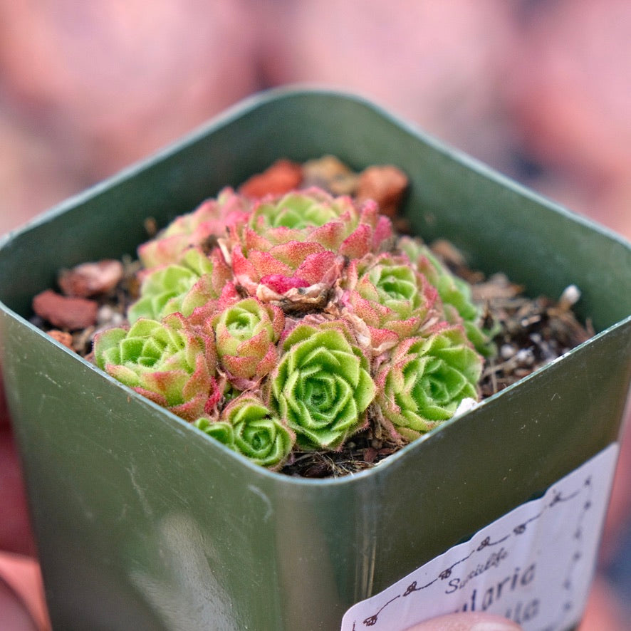 Rosularia platyphylla Succulent Plant