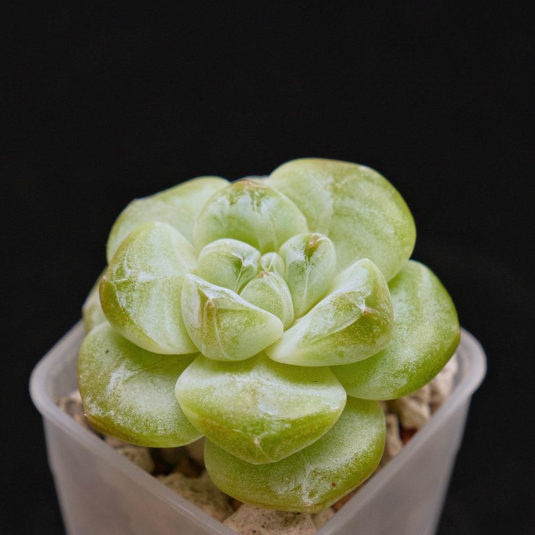 Echeveria Ice Green Korean Succulent Plant