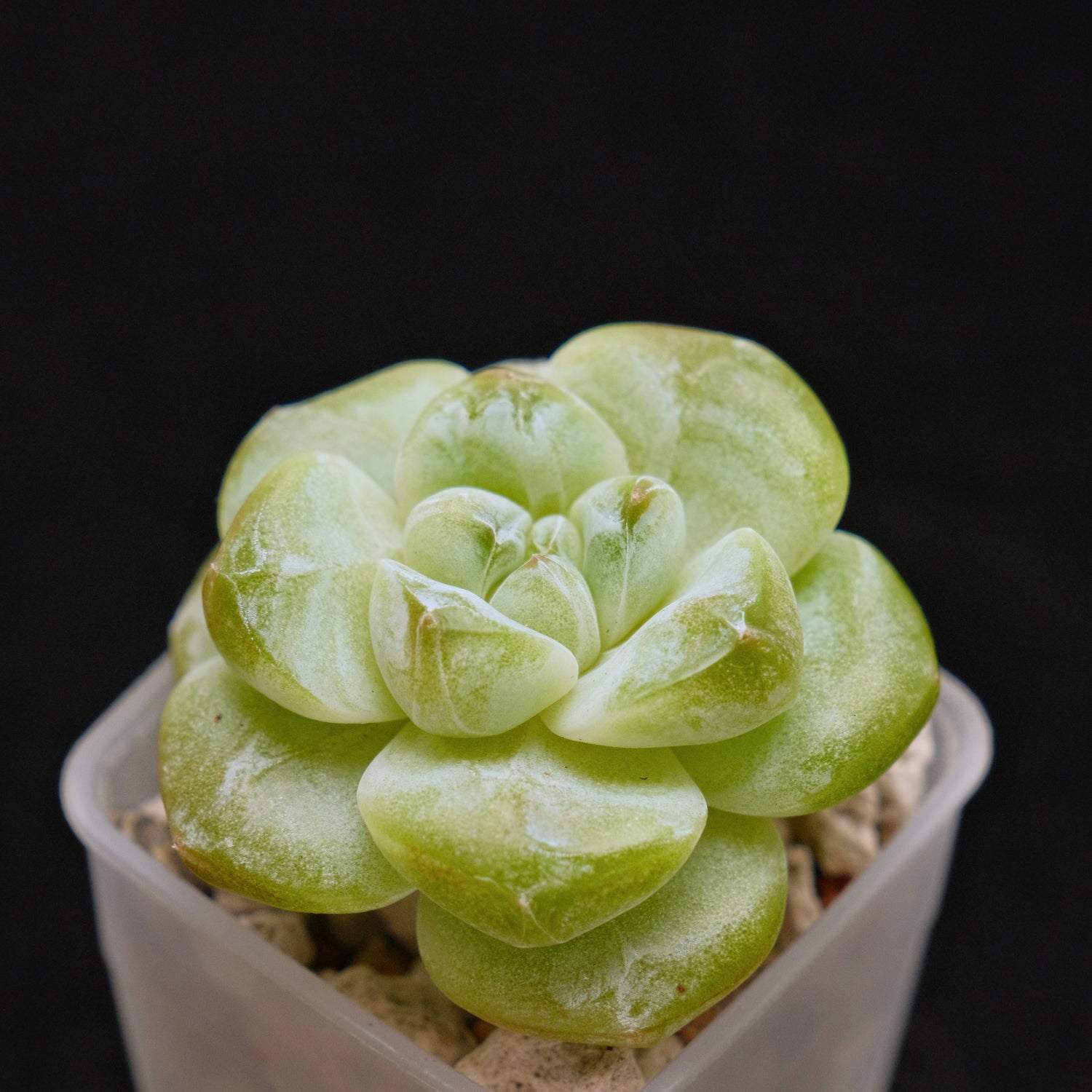 Echeveria Ice Green Korean Succulent Plant