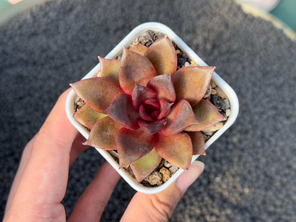 Echeveria Moulin Rouge Imported Succulent Plant