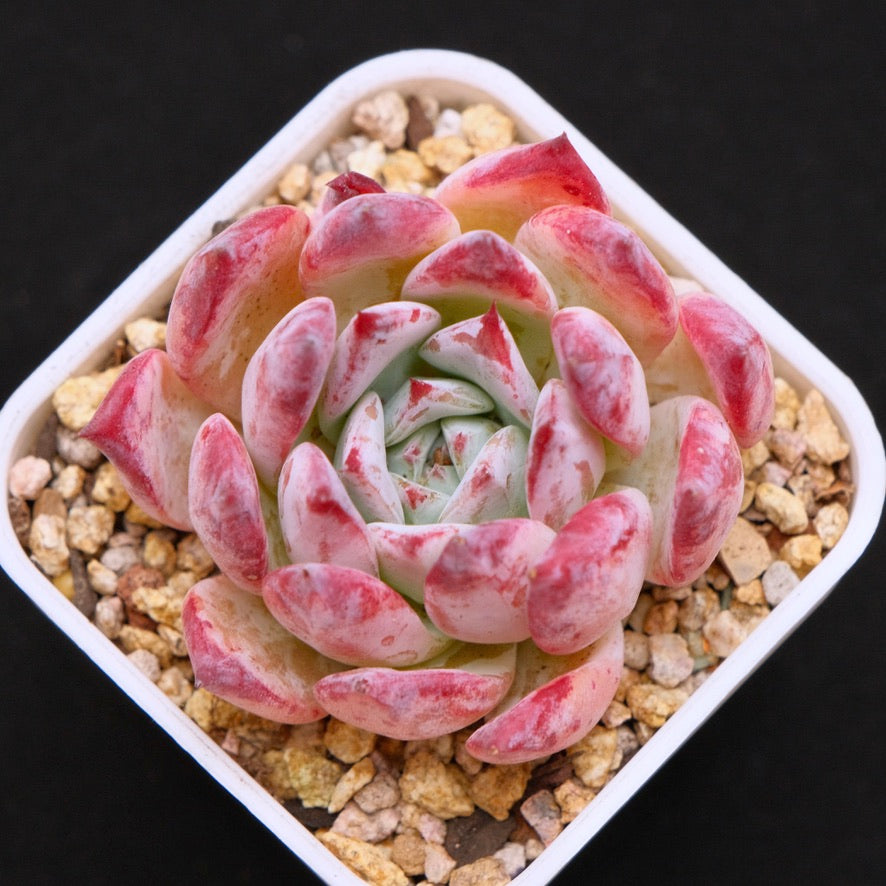 Old Echeveria colorata Brandtii Korean Succulent Plant