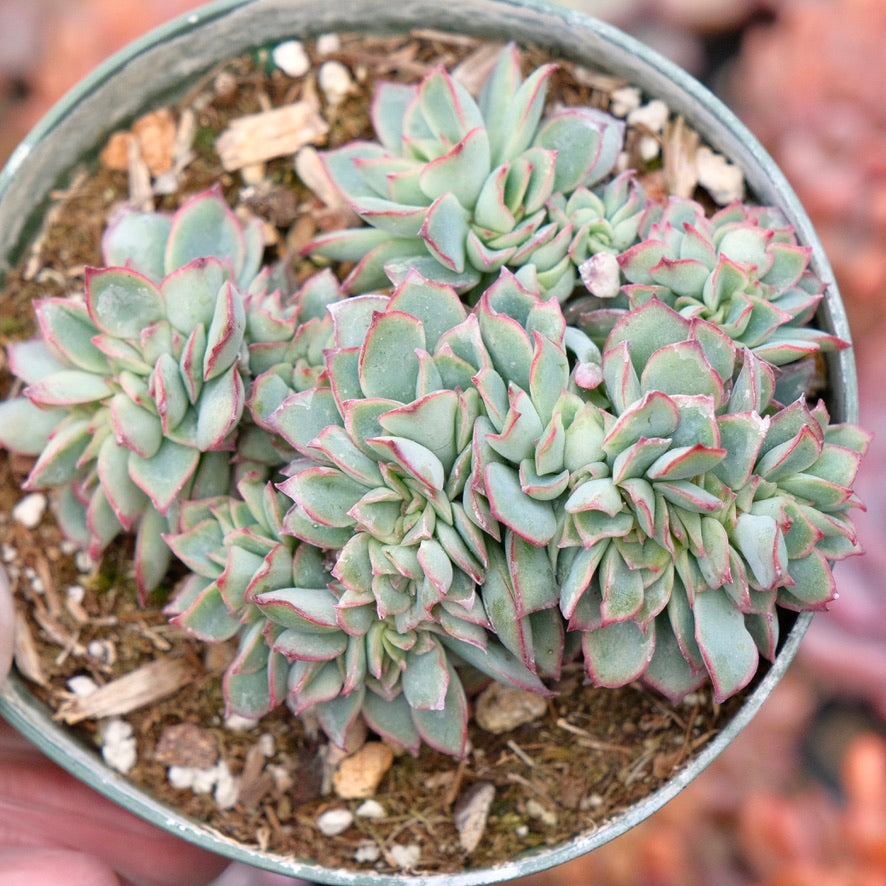 Crested Echeveria Esther Succulent Plant
