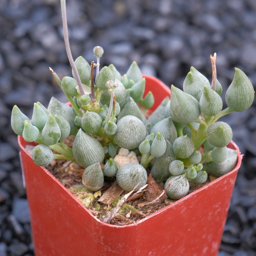 Senecio citriformis Locally Grown Succulent Plant