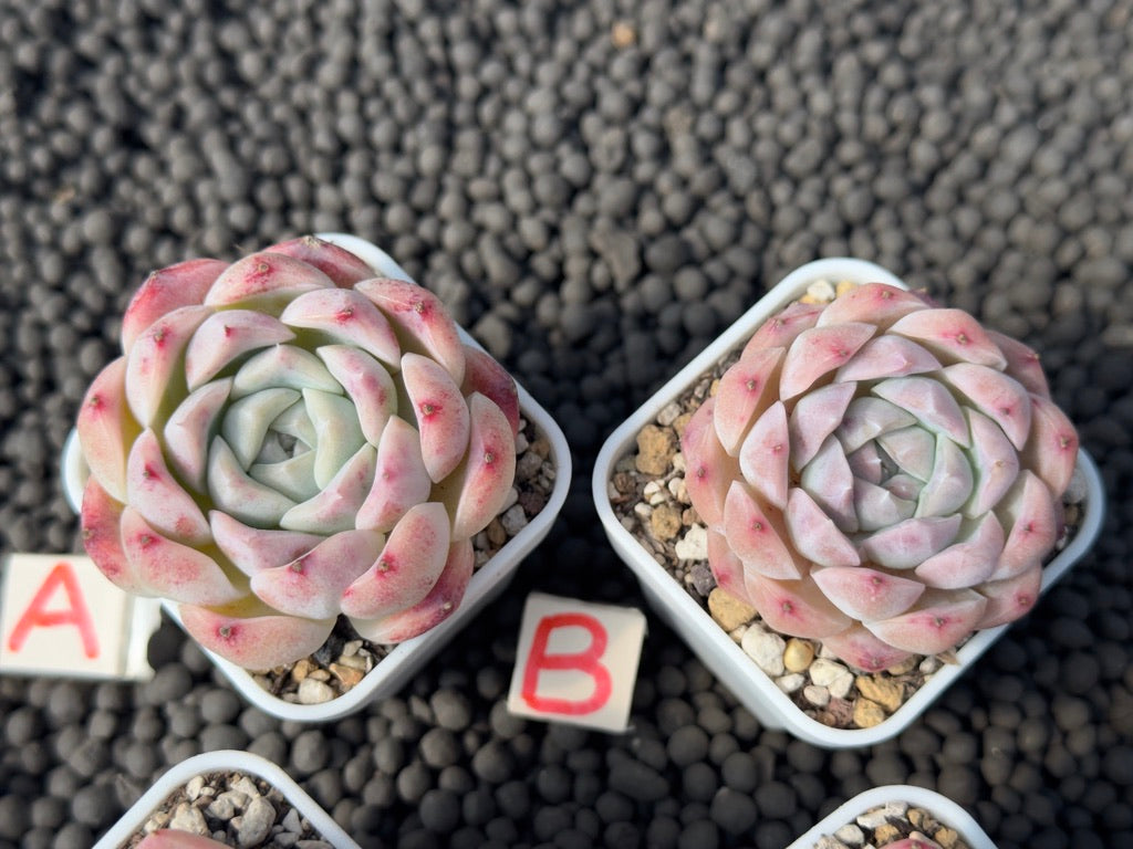 Echeveria Pink Lina Imported Succulent Plant