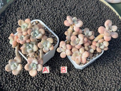 Graptosedum Snowflake Miul Imported Succulent Plant