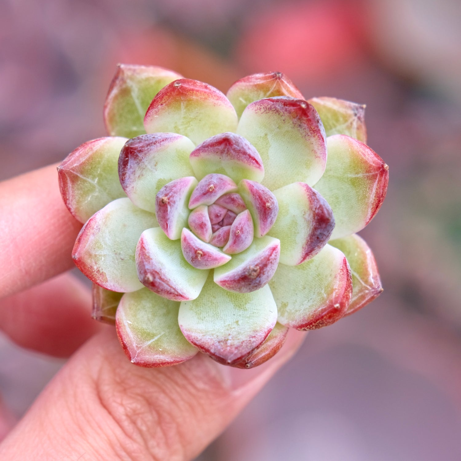 Echeveria Black Rose hybrid Korean Succulent Plant