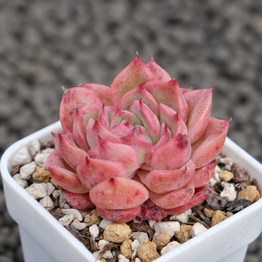 Echeveria Pink Tesla Korean Succulent Plant Hwaga Hybrid