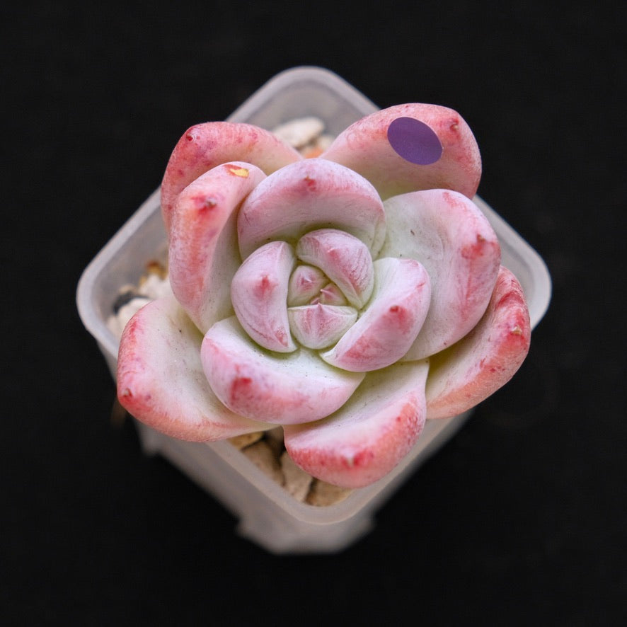 Echeveria Midnight Korean Succulent Plant