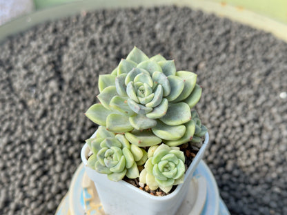 Variegated Echeveria Tinkerbell Imported Succulent Plant