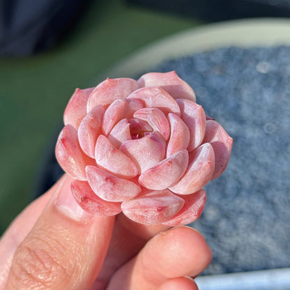 Echeveria Jelly Hybrid Succulent Plant D