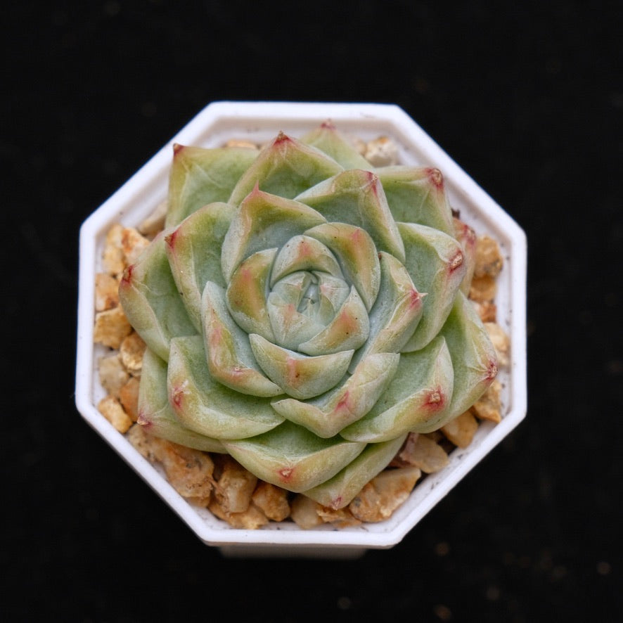 Echeveria Crystal Cream Korean Succulent Plant