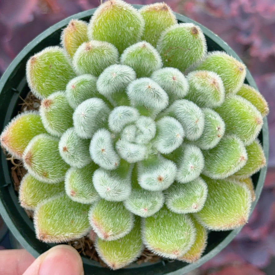 Echeveria Doris Taylor Succulent Plant