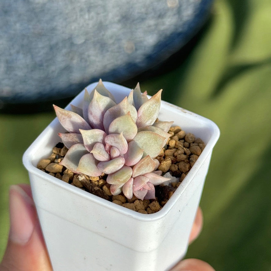 Echeveria Pastel Leon Korean Succulent Plant