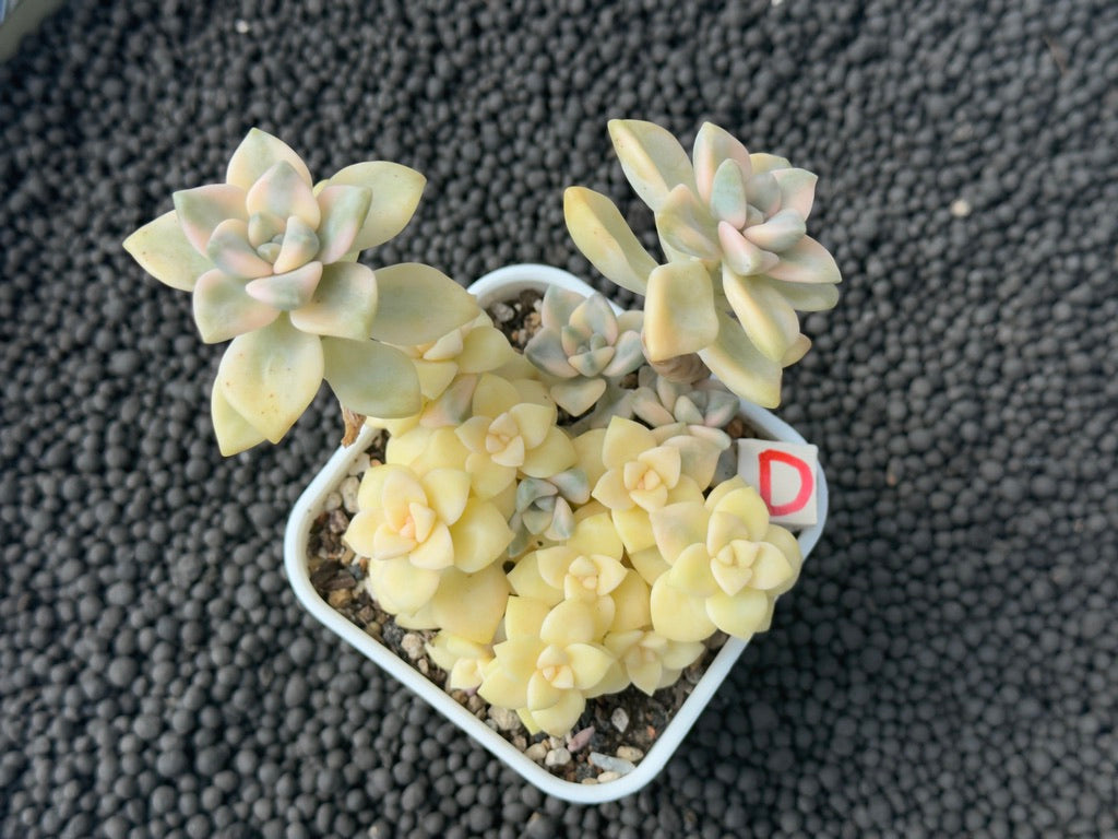 Variegated Gratpoveria Titubans Imported Succulent Plant