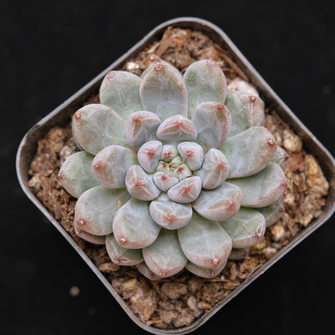 Echeveria Anthony Quinn Korean Succulent Plant