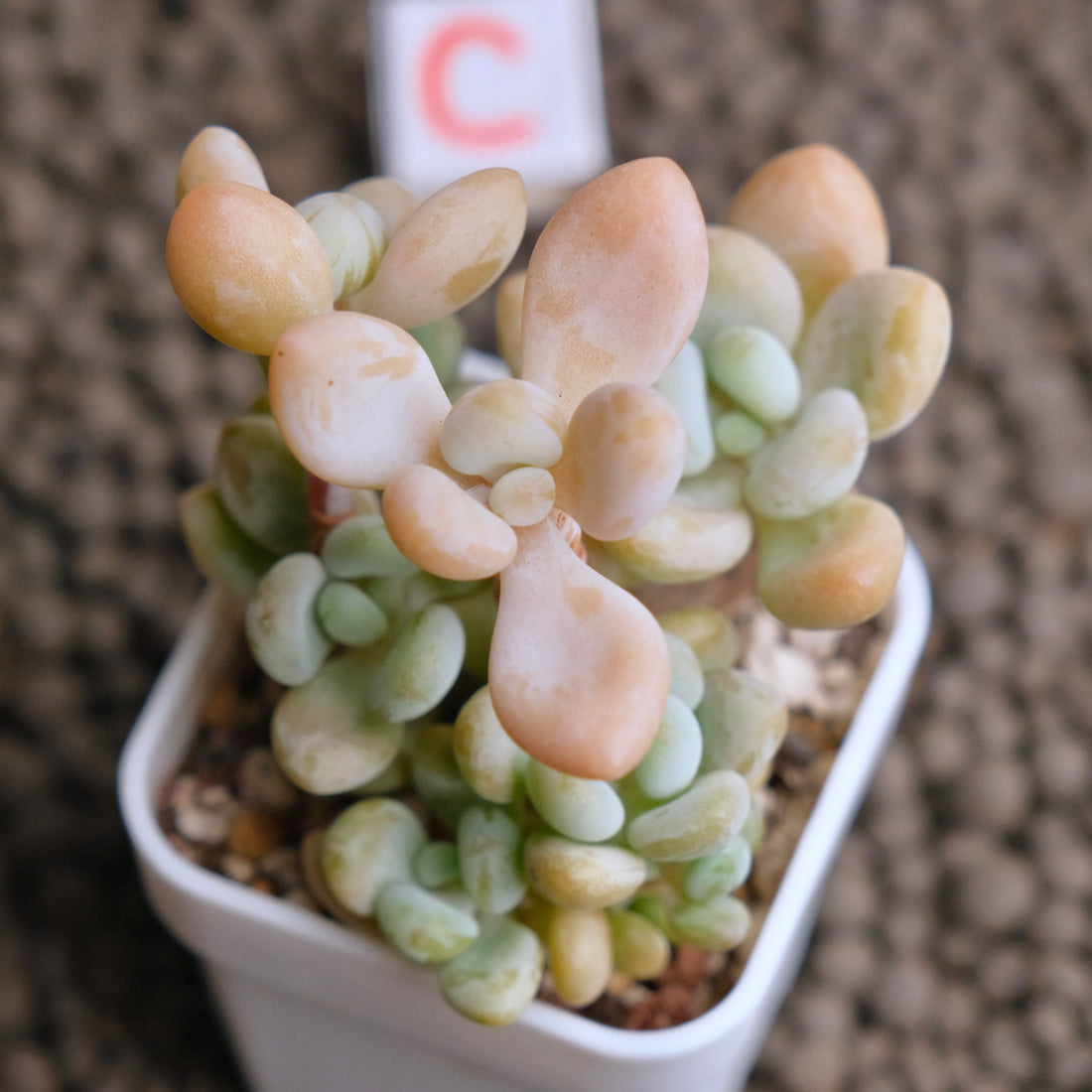 Graptosedum Jelly Finger Imported Succulent Plant - C