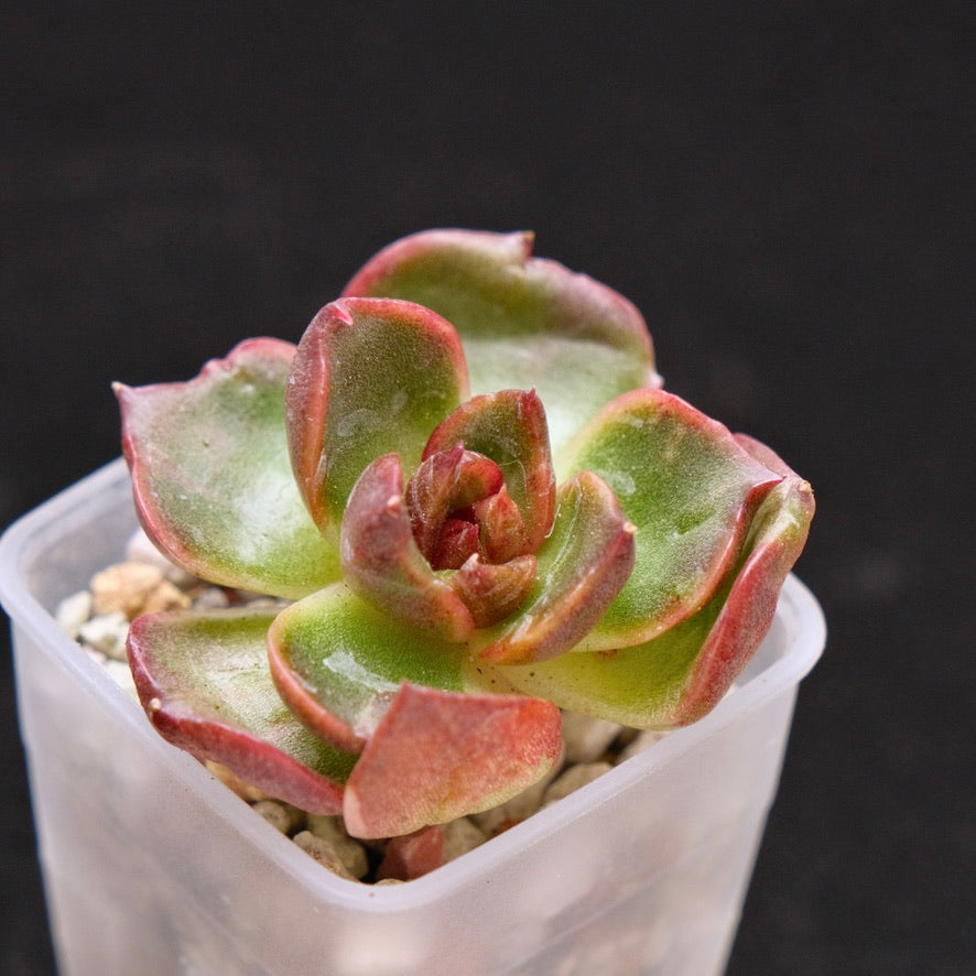 Variegated Echeveria Black Rose Korean Succulent Plant