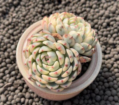 Variegated Echeveria Minima Imported Succulent Plant