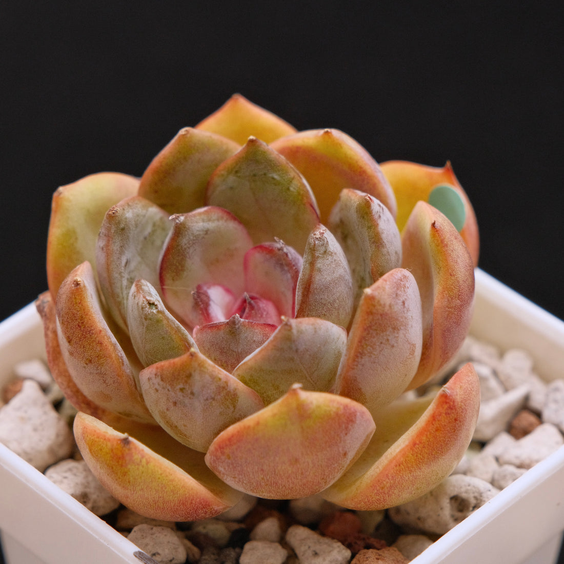 Echeveria Mirine Korean Succulent Plant