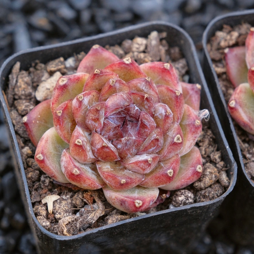 Echeveria Angels Kiss Korean Succulent Plant