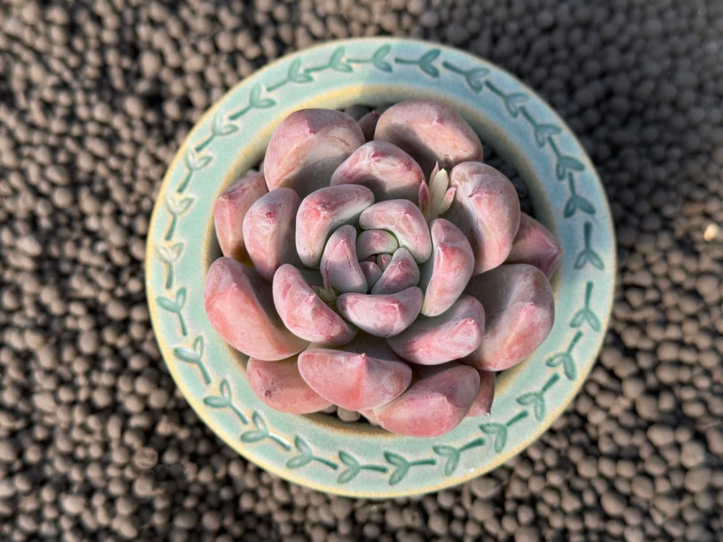 Echeveria Chubby Pena Korean Succulent Plant